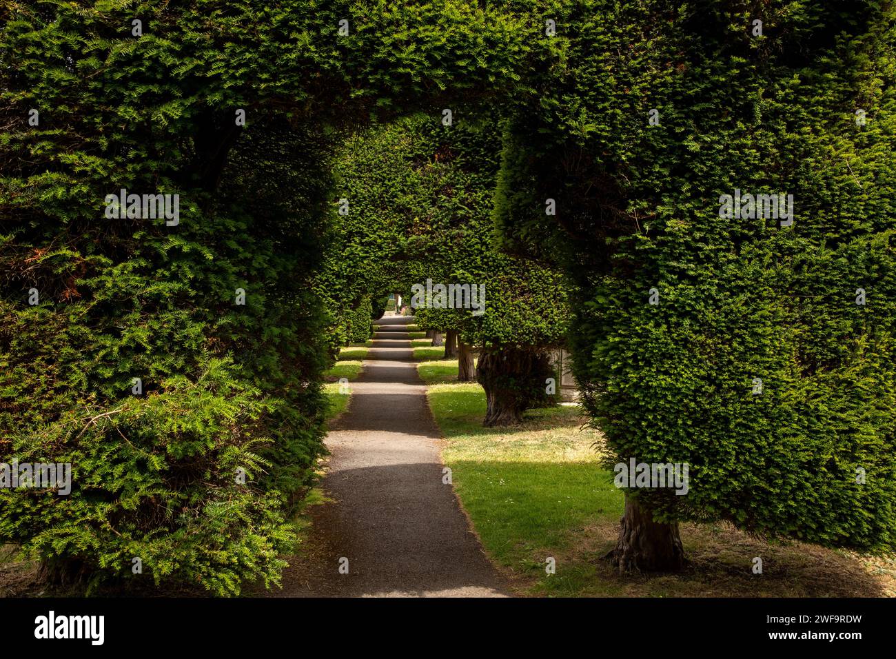 Vereinigtes Königreich, England, Gloucestershire, Painswick, St. Mary’s Churchyard, avenue of Yew Trees Stockfoto