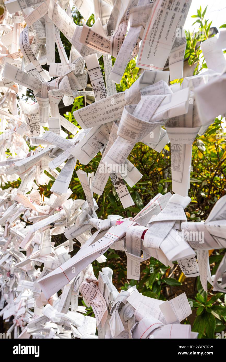 Tokio, Japan. Januar 2024. Die Omikuji-Blätter, die die Zukunft vorhersagen, verknoteten sich außerhalb des buddhistischen Tempels Kiyomizu Kannon-Do im Stadtzentrum Stockfoto