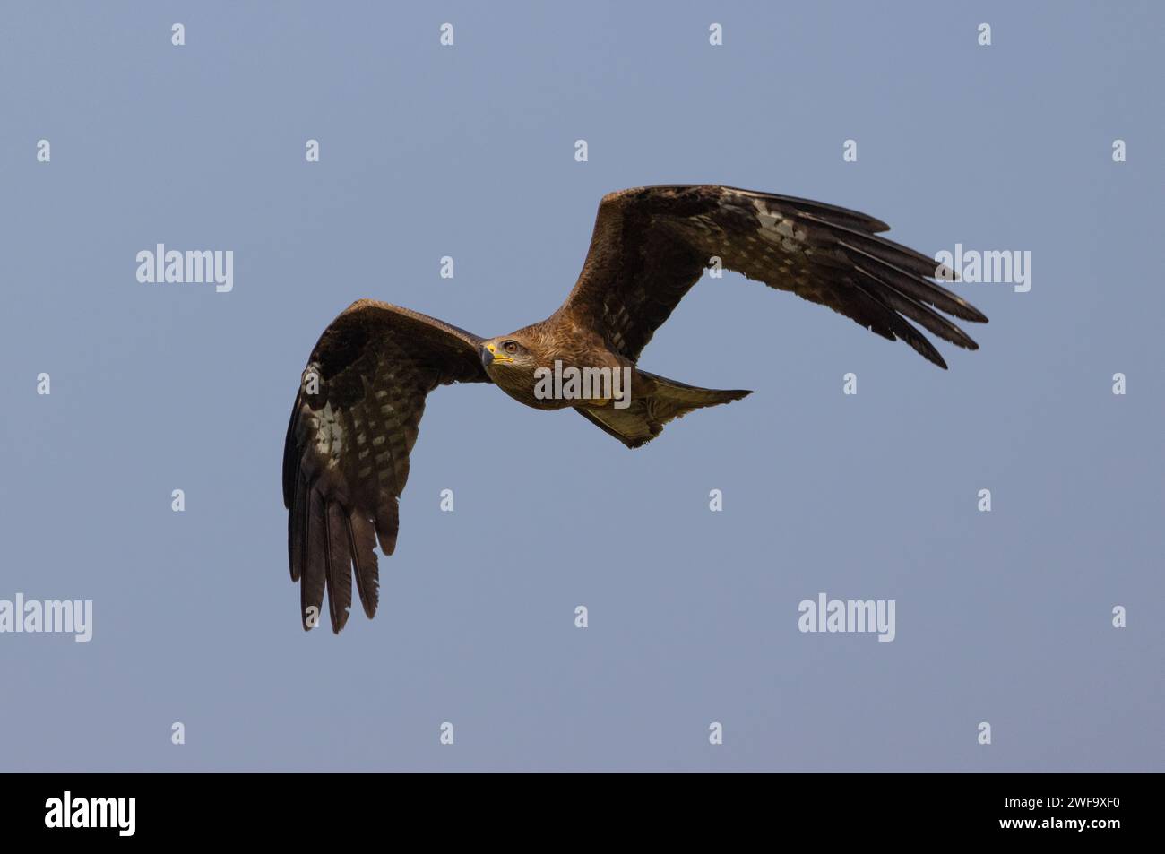 Black Kite (Milvus migrans) im Flug, Goa, Indien Stockfoto