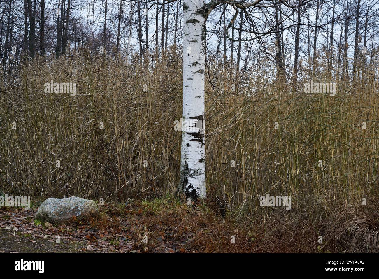 Nordeuropäische Herbstlandschaft, Birken und Schilf Stockfoto