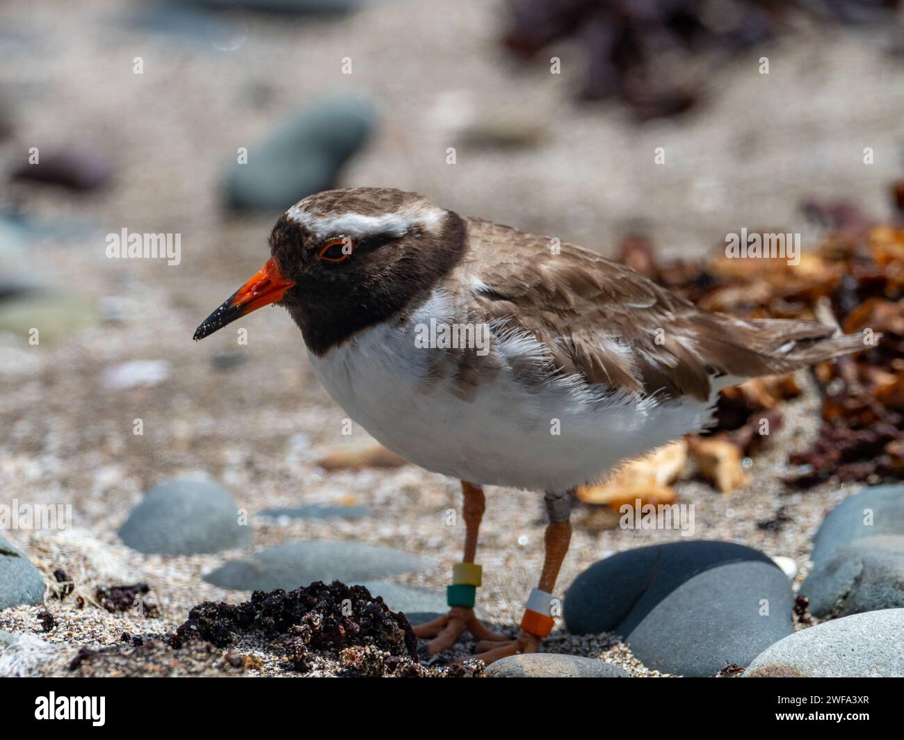 Landpfeifer, Tuturuatu, Charadrius novaeseelandiae, eine vom Aussterben bedrohte Art auf Motutapu Island, Neuseeland Stockfoto