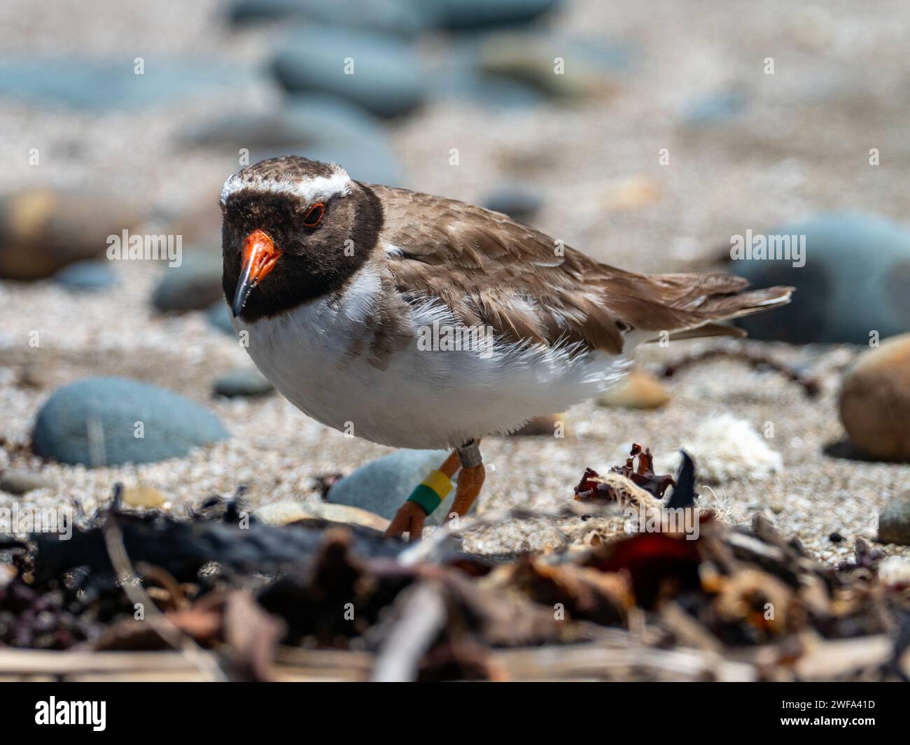 Landpfeifer, Tuturuatu, Charadrius novaeseelandiae, eine vom Aussterben bedrohte Art auf Motutapu Island, Neuseeland Stockfoto