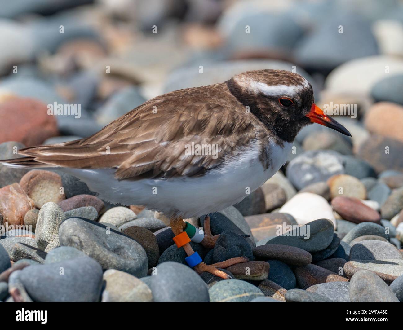 Landpfeifer, Tuturuatu, Charadrius novaeseelandiae, eine vom Aussterben bedrohte Art auf Motutapu Island, Neuseeland Stockfoto