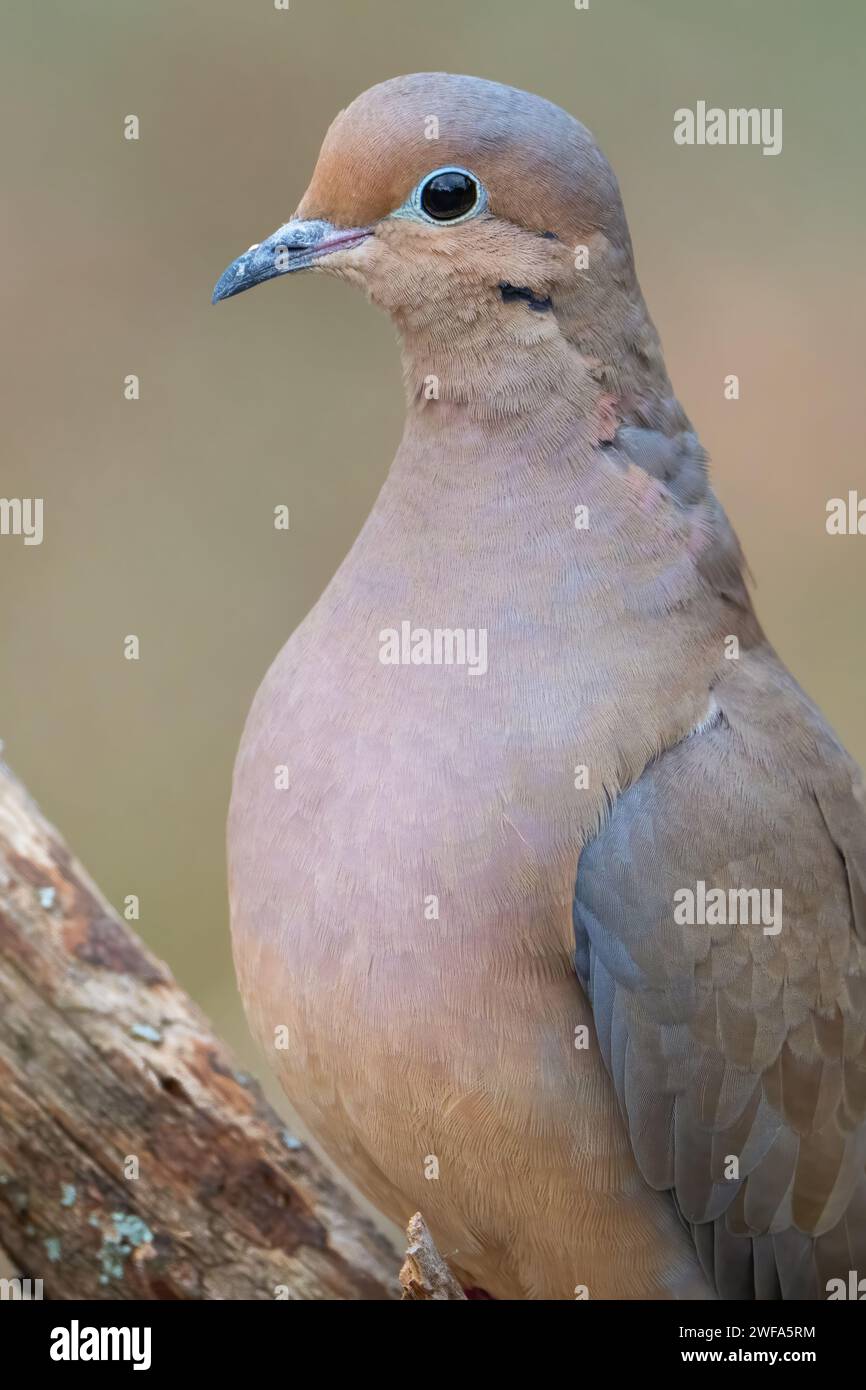 Eine männliche Morgentaube, die in einem Winter in North Carolina sitzt. Stockfoto