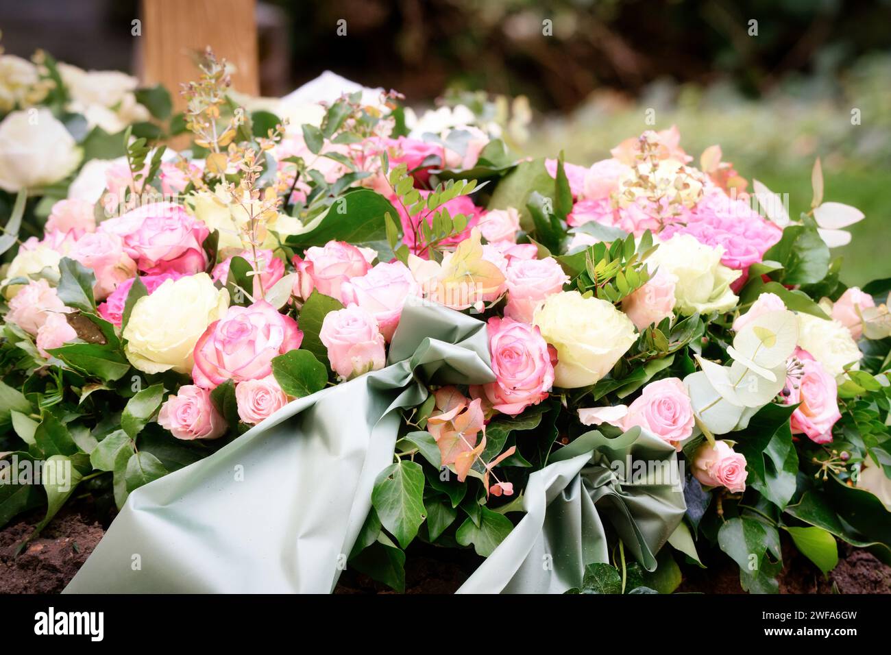 Trauerblumenkranz aus rosa und gelben Rosen und graugrünem Band auf einem Grab nach einer Beerdigung Stockfoto