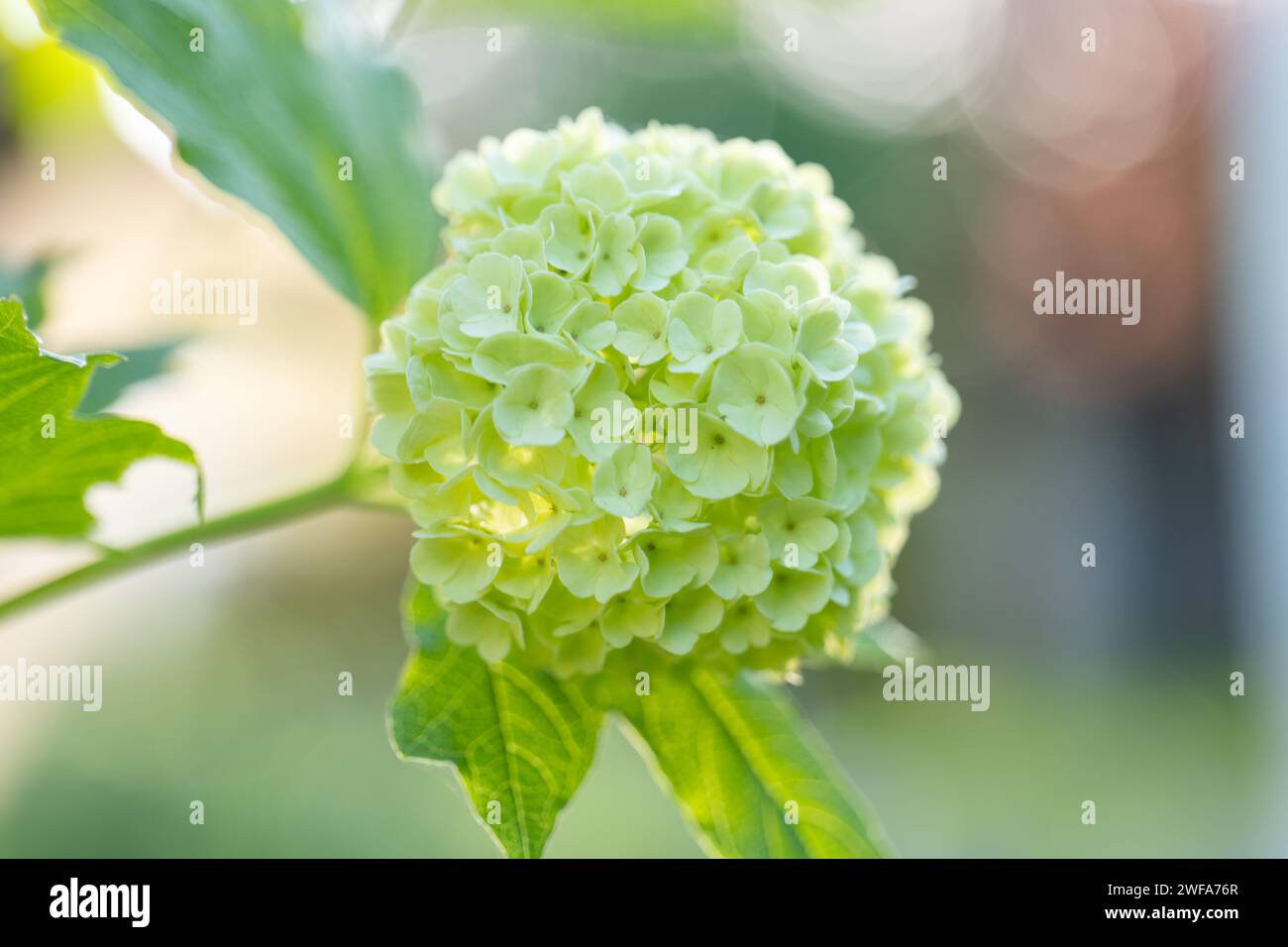 Viburnum buldenezh weiße PomponBlüte. Weiße grüne Kugeln des Viburnum