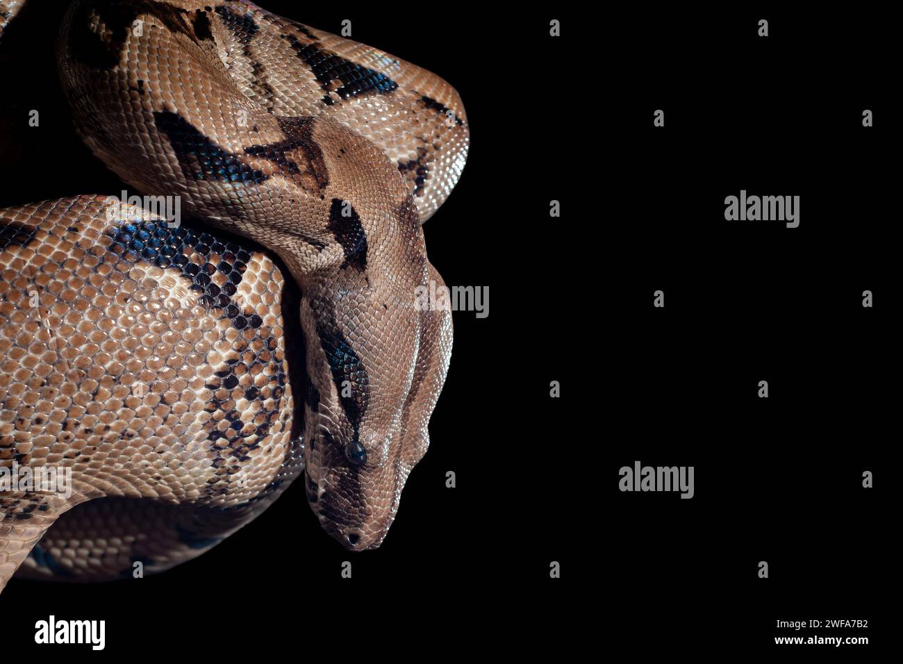 Eine Sanca-Schlange oder Malayopython reticulatus ruht, während sie ihren Körper in einem Kreis wickelt Stockfoto