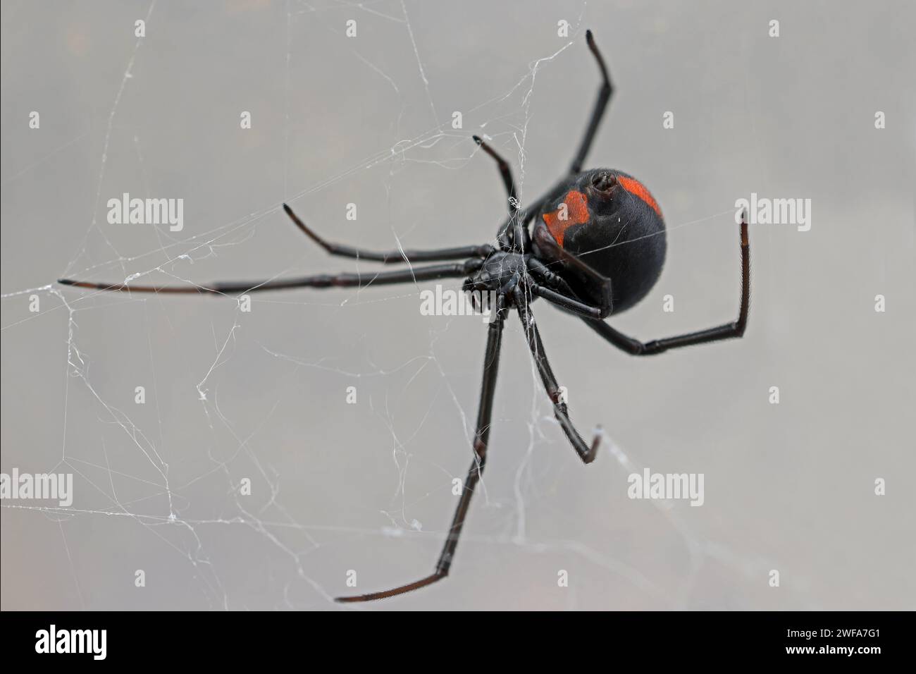 Australian Redback Spider Spinning Web Stockfoto