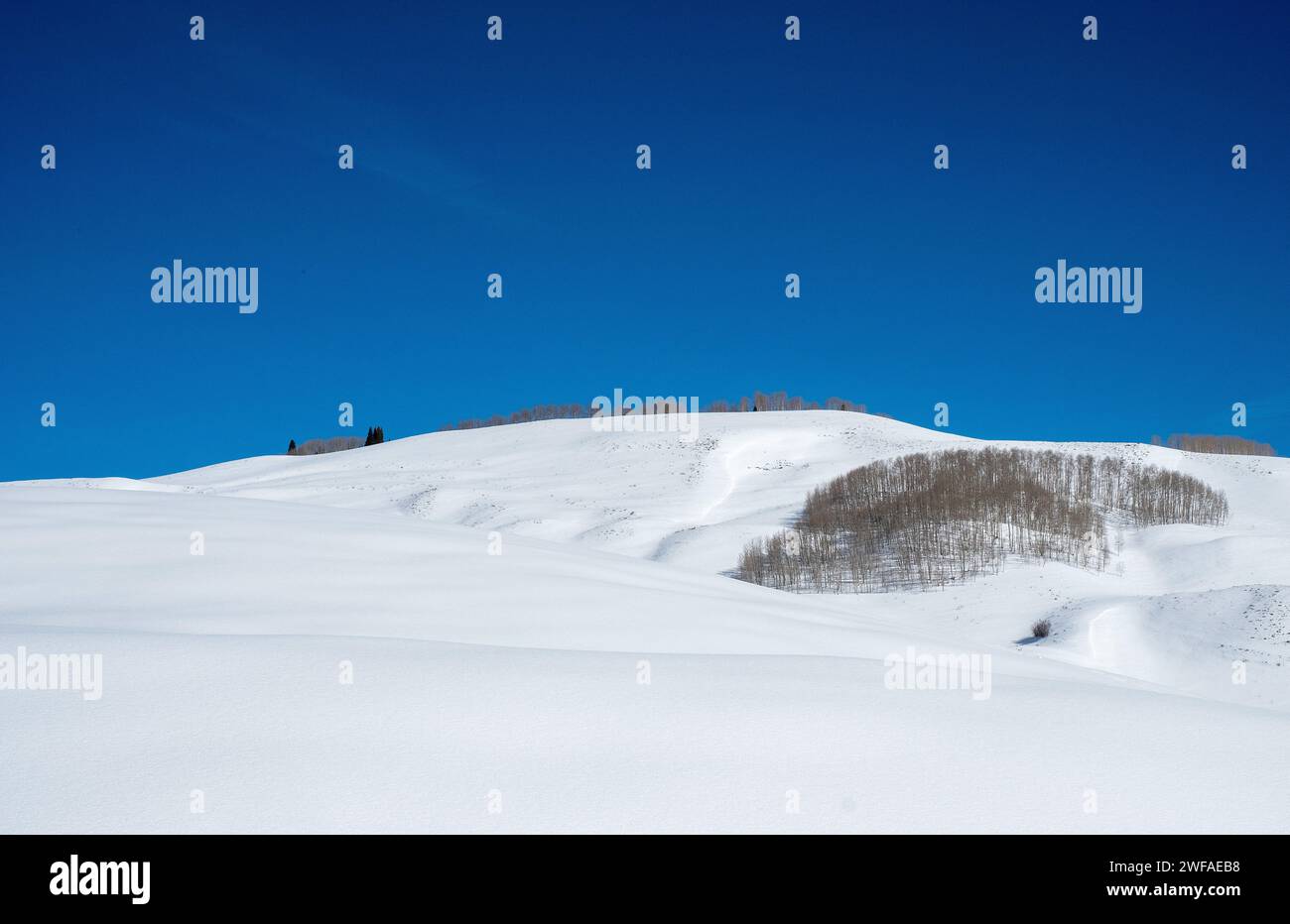 28. Januar 2024: Ein Espenhain und Colorado's Schneesack in Colorado's Elk Range. Crest Butte, Colorado Stockfoto