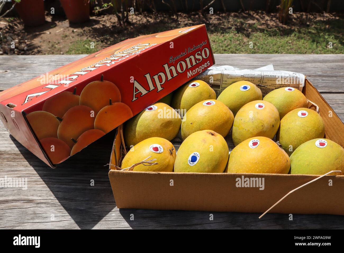 Eine Schachtel Mangos von Alphanso Ratnagiri, die man kaufen und verkaufen kann Stockfoto