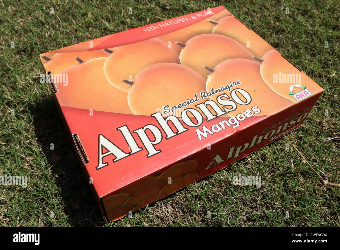 Eine Schachtel Mangos von Alphanso Ratnagiri, die man kaufen und verkaufen kann Stockfoto