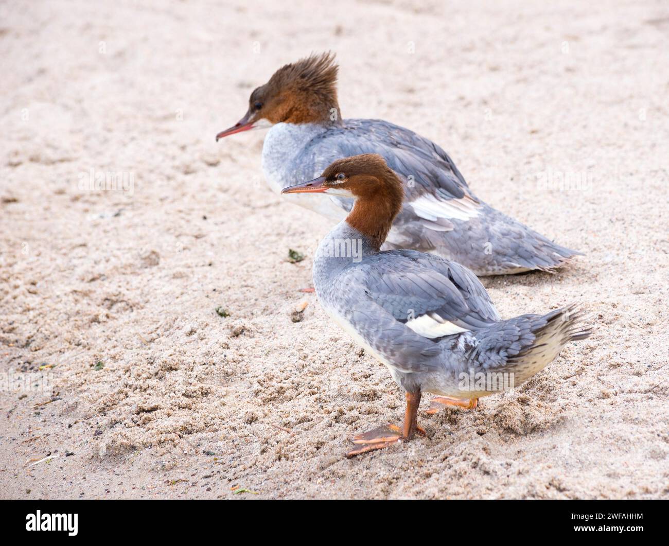 Zwei gewöhnliche Merganser (Mergus merganser merganser), weibliche und weibliche Jungtiere, stehen nebeneinander und ruhen auf einem Sandstrand, dem Schweri-See Stockfoto