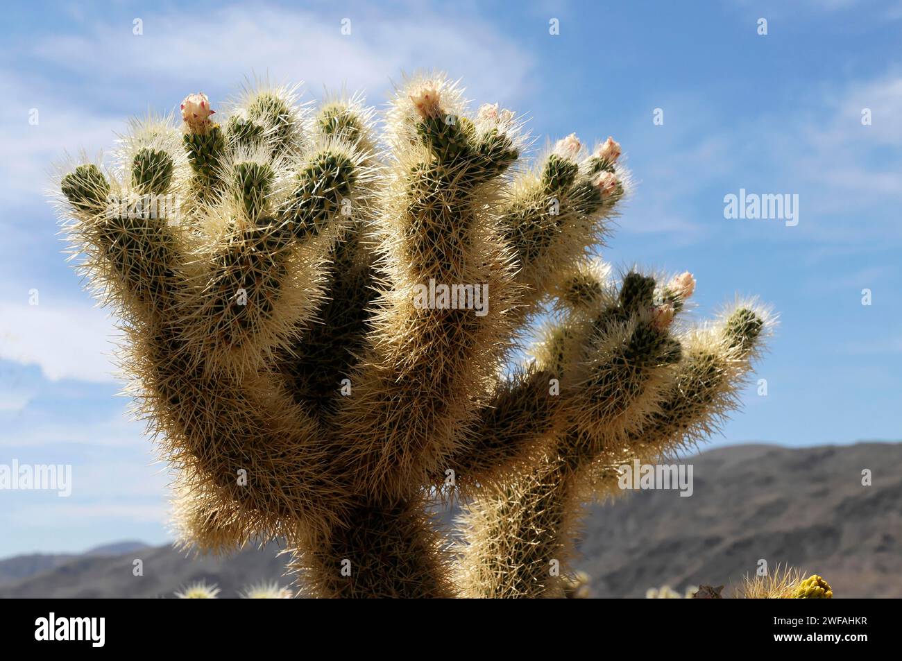 Teddybear Cholla (Cylindropuntia Bigelovii), Joshua Tree Nationalpark, Palm Desert, Kalifornien, USA Stockfoto