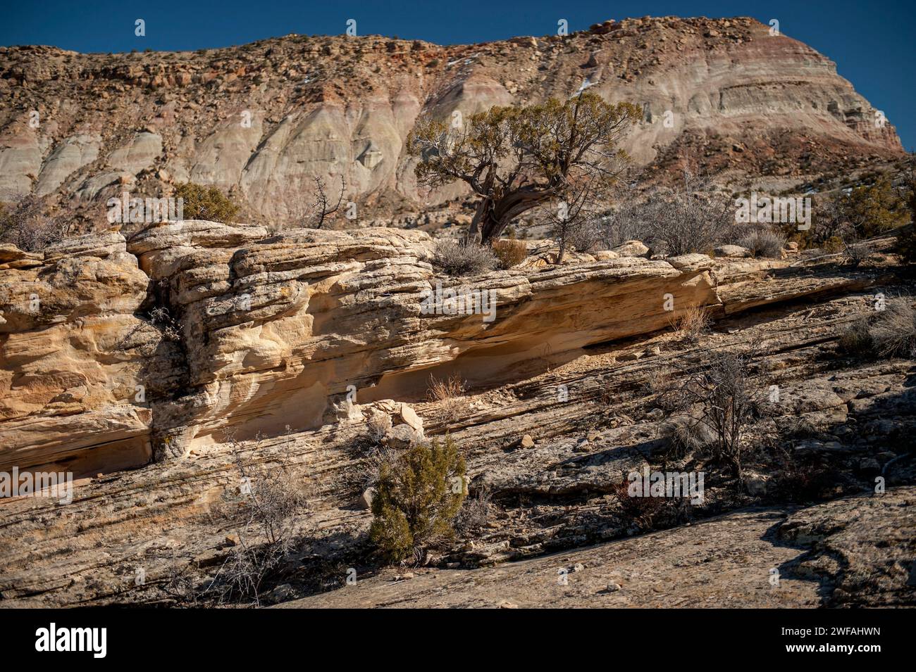 Sedimente im Wert von Millionen von Jahren, die durch eine Hebung im Colorado National Monument geneigt wurden. Stockfoto