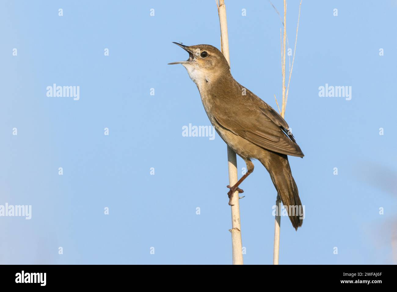 Reed Warbler Vogel Stockfoto