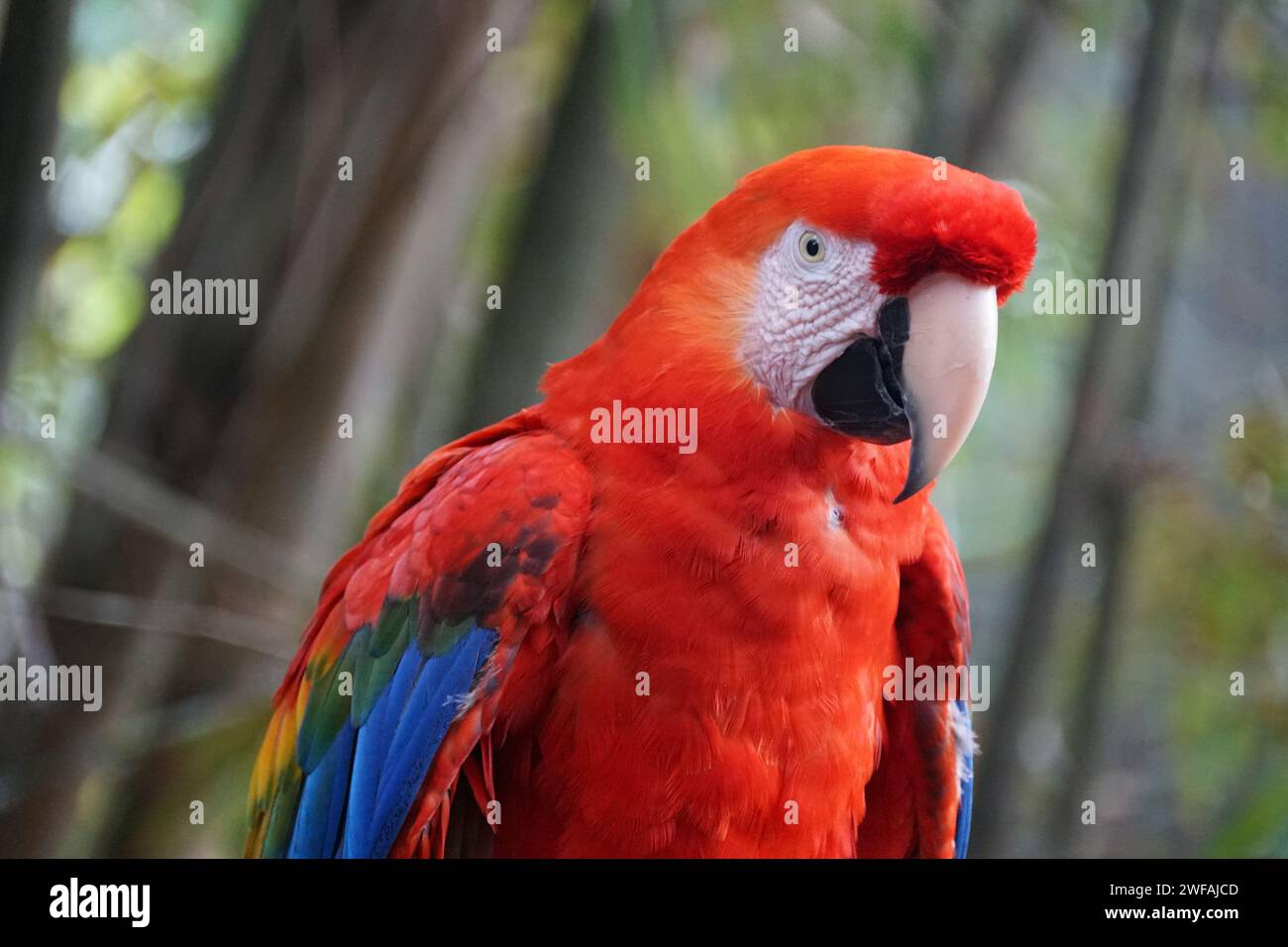 Nahaufnahme eines wunderschönen, hellroten Scharlach-Aras-Papageiens Stockfoto
