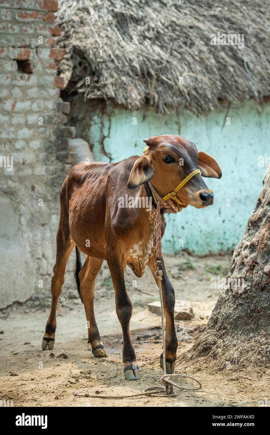 Kalb, Tindivanam-Boodheri, Tamil Nadu, Indien Stockfoto