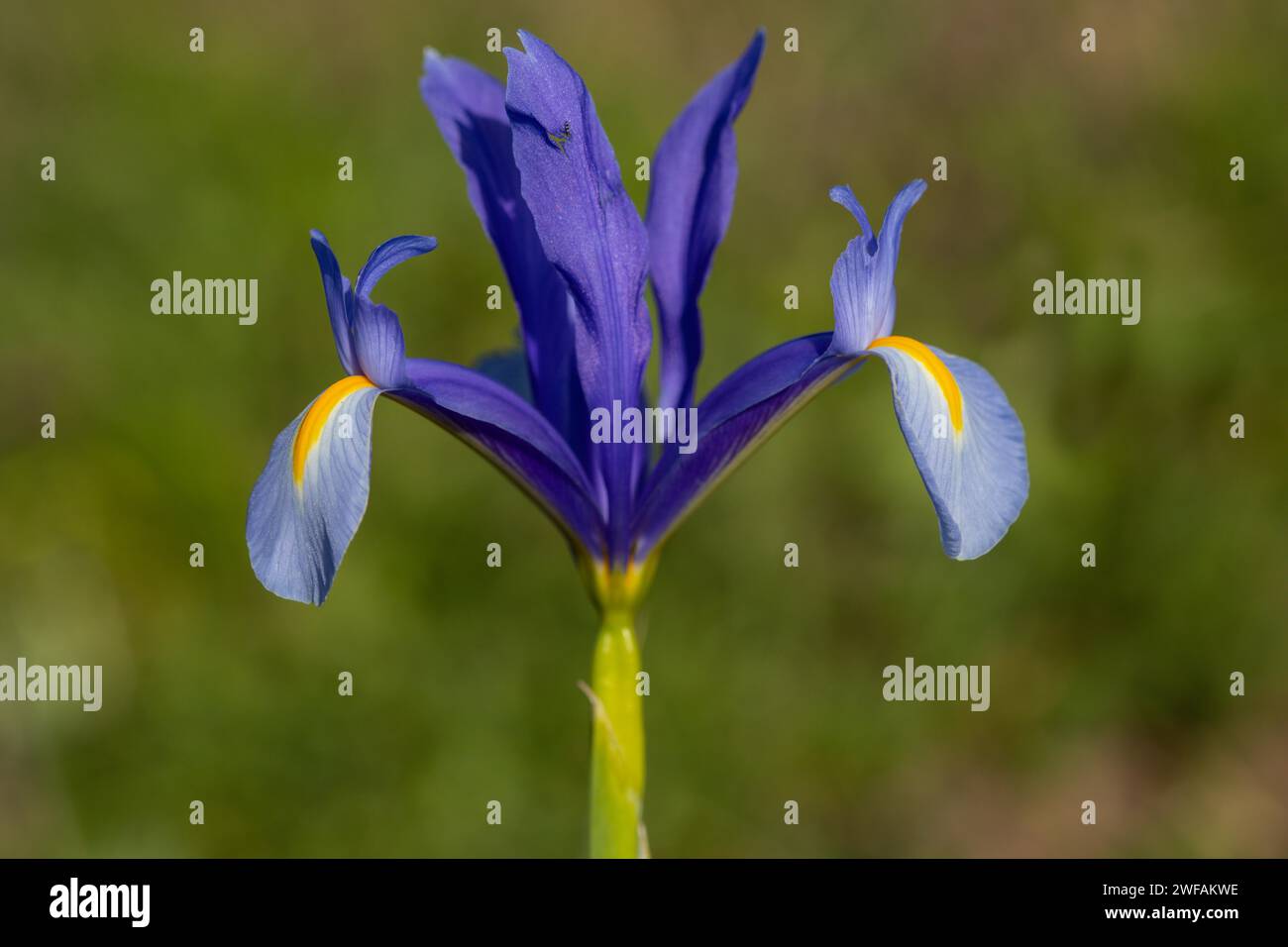 Flachblättrige Iris Stockfoto