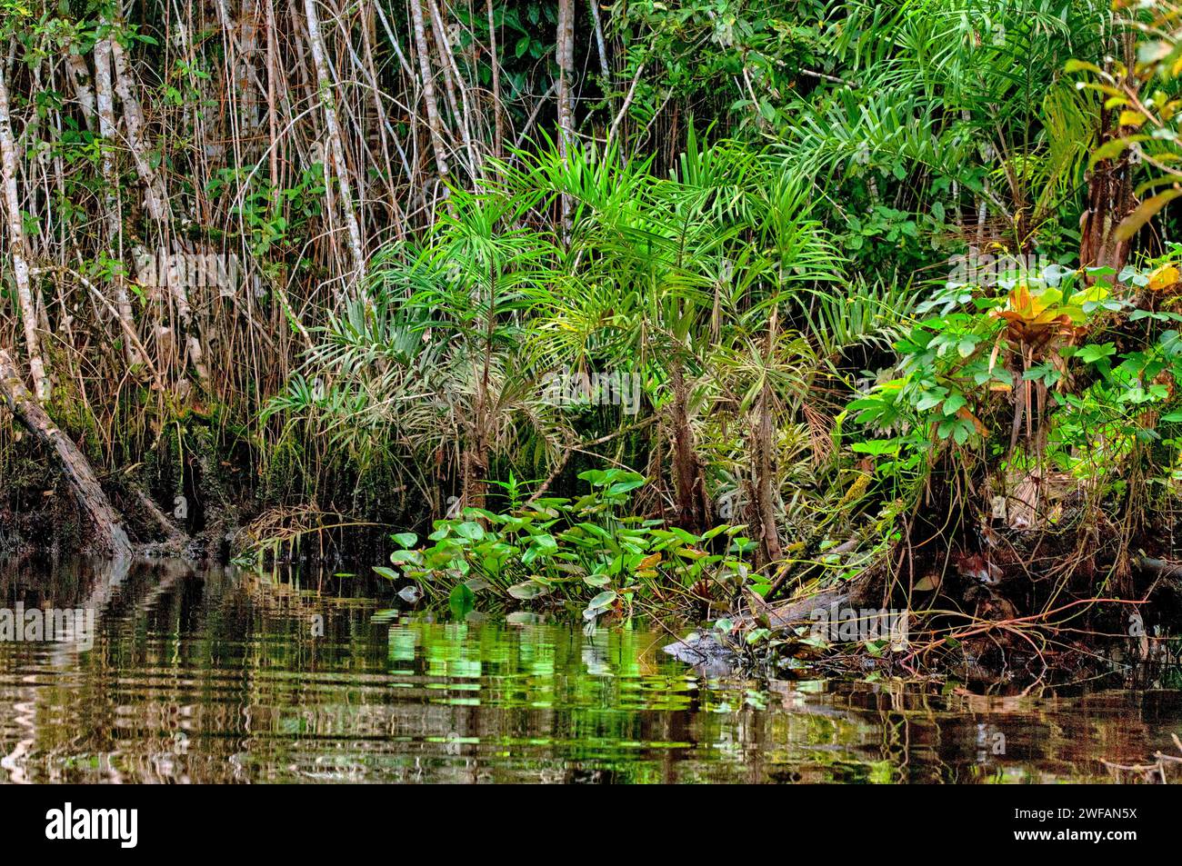 Wasserpflanzen und andere Vegetation entlang des Randes eines kleinen Flusses im Regenwald von Ost-Ecuador Stockfoto