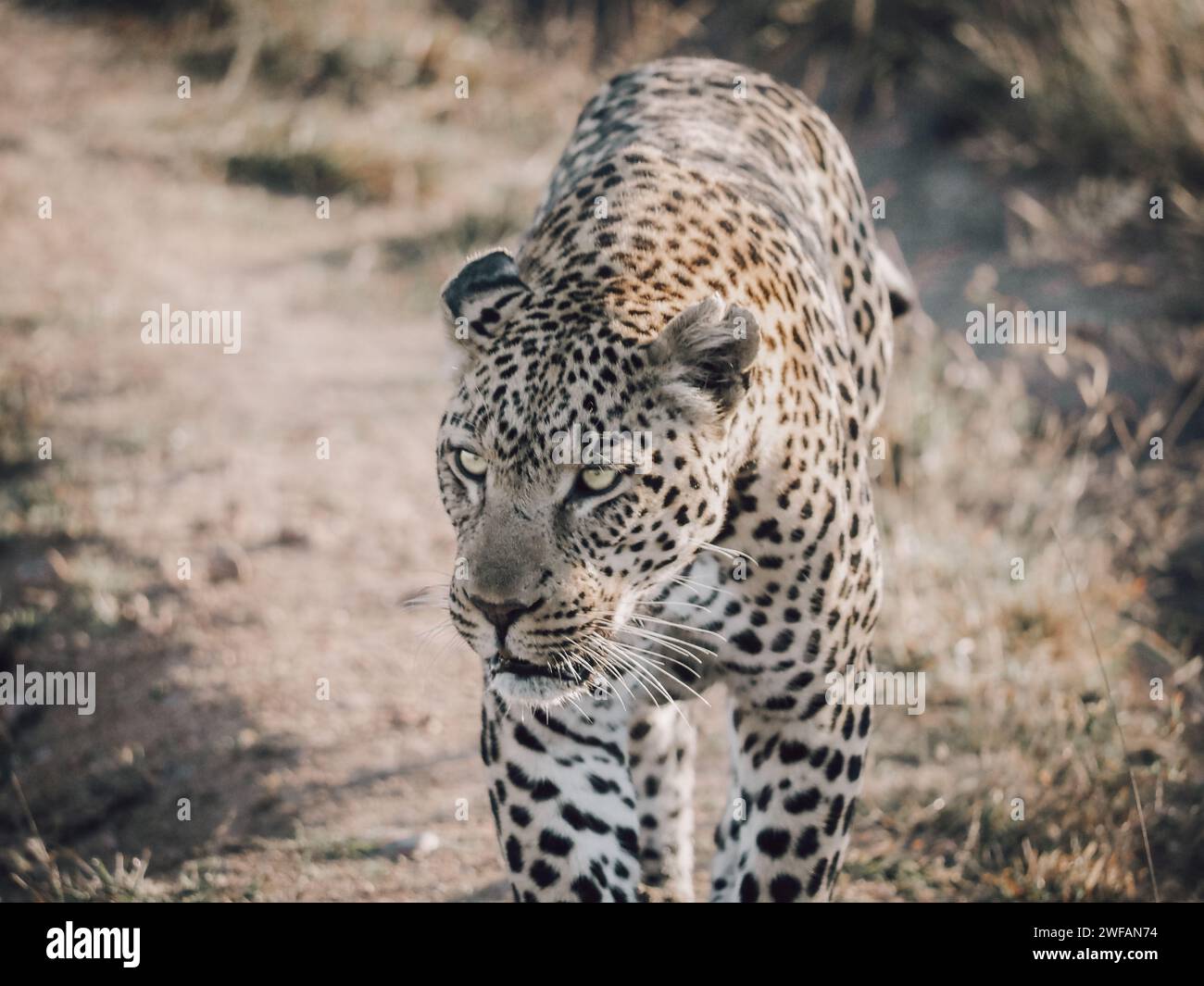 Ein selbstbewusster Leopard nähert sich schnell im Herzen des Kruger-Nationalparks Stockfoto
