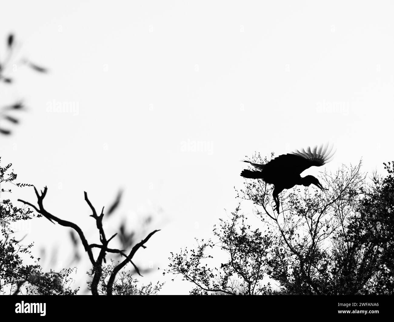 Wunderschöne Vogelsilhouette im Flug mit wunderschönem Gefieder, Kruger-Nationalpark, Südafrika Stockfoto