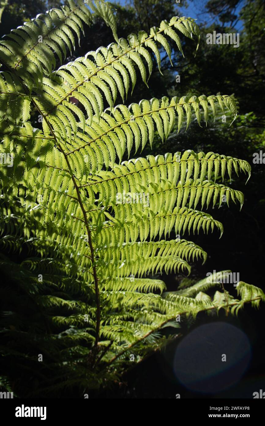 Die New Zealand Silver Fern ist endemisch fr diese Inselnation und wird zu  einem nationalen Symbol. Die Unterseite des traditionellen grnen Farns ist  Silber, wenn er reif ist. Die Maori, die Ureinwohner