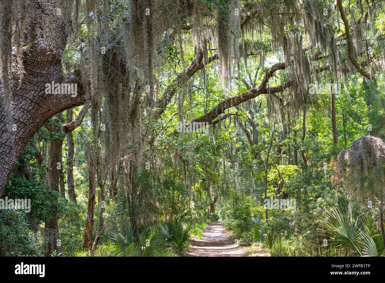 Big Ferry Trail im Skidaway Island State Park in Savannah, Georgia. (USA) Stockfoto
