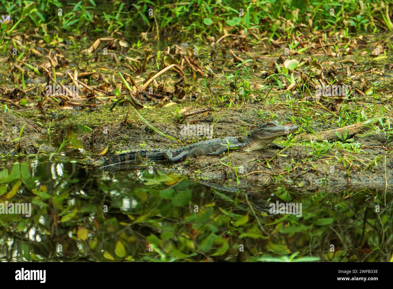 Baby Krokodil genießt Sonne im Swamp Stockfoto