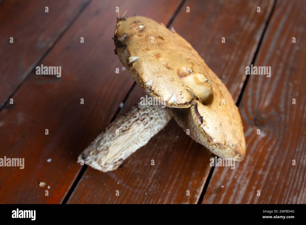 Frische essbare Wildpilze im Herbst Stockfoto