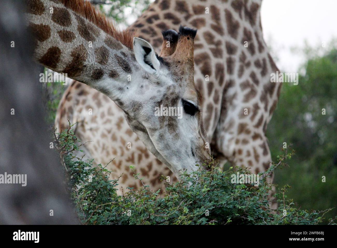 Südafrikanische Giraffe (Giraffa camelopardalis giraffa) auf Baumblättern blättern blättern : (Bild Sanjiv Shukla) Stockfoto