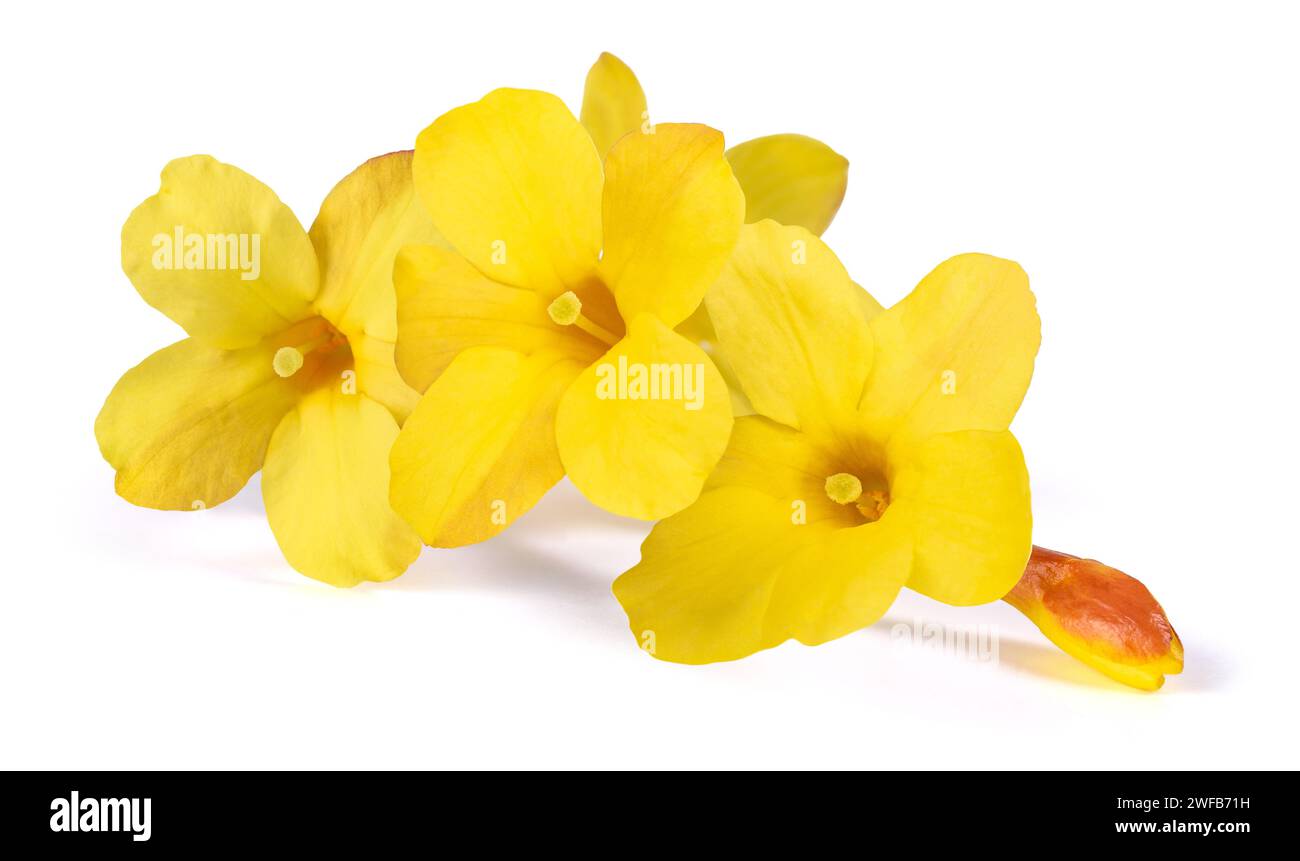 Gelbe Winterjasminblüten isoliert auf weißem Hintergrund Stockfoto