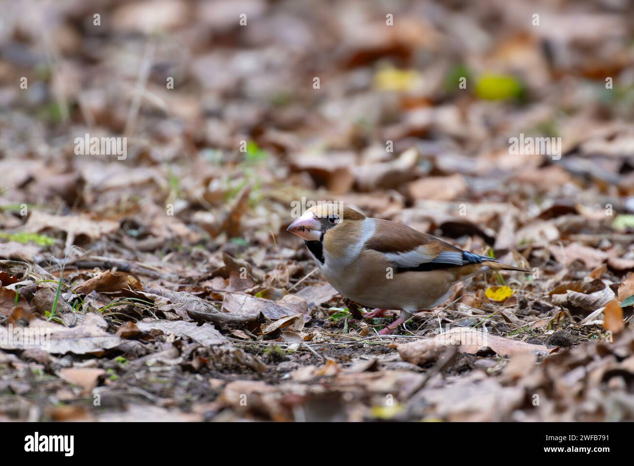 Eine weibliche Hawfinch Coccothraustes Coccothraustes Bodenfütterung unter der Laubstreu in Lynford Arboretum, Norfolk, Großbritannien Stockfoto