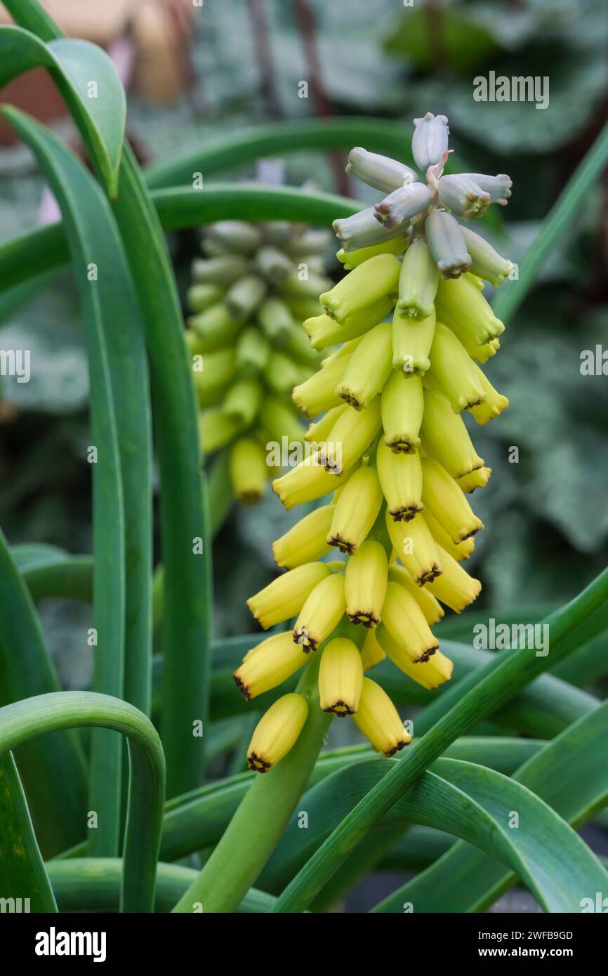 Muscari Macrocarpum Goldener Duft, gelbblühende Rebsorte der Traubenhyazinthe Stockfoto