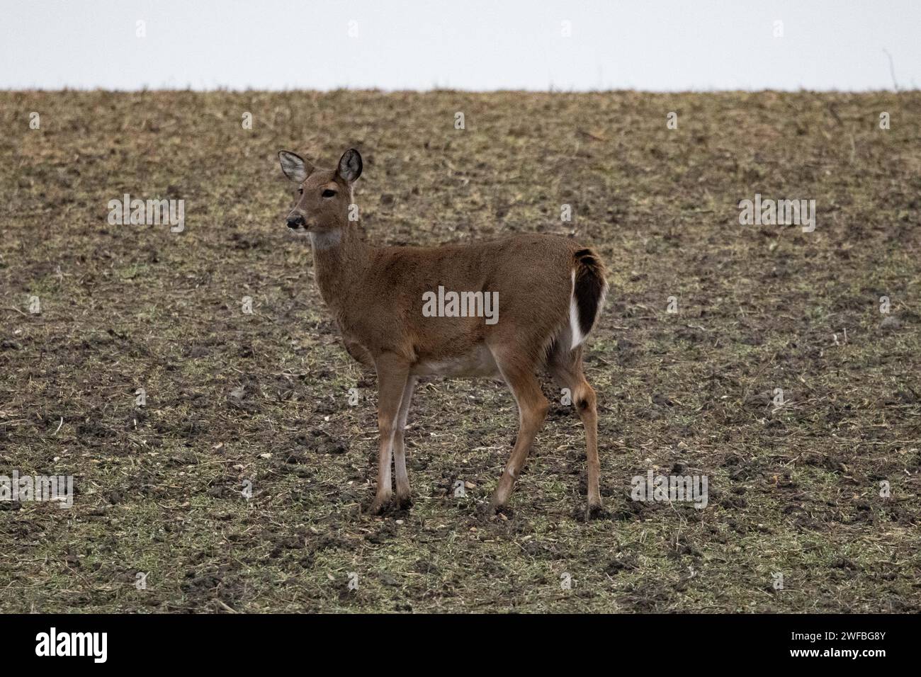 Ein Hirsch blickt direkt auf die Kamera, während er auf einem riesigen, grasbewachsenen Hügel positioniert ist Stockfoto
