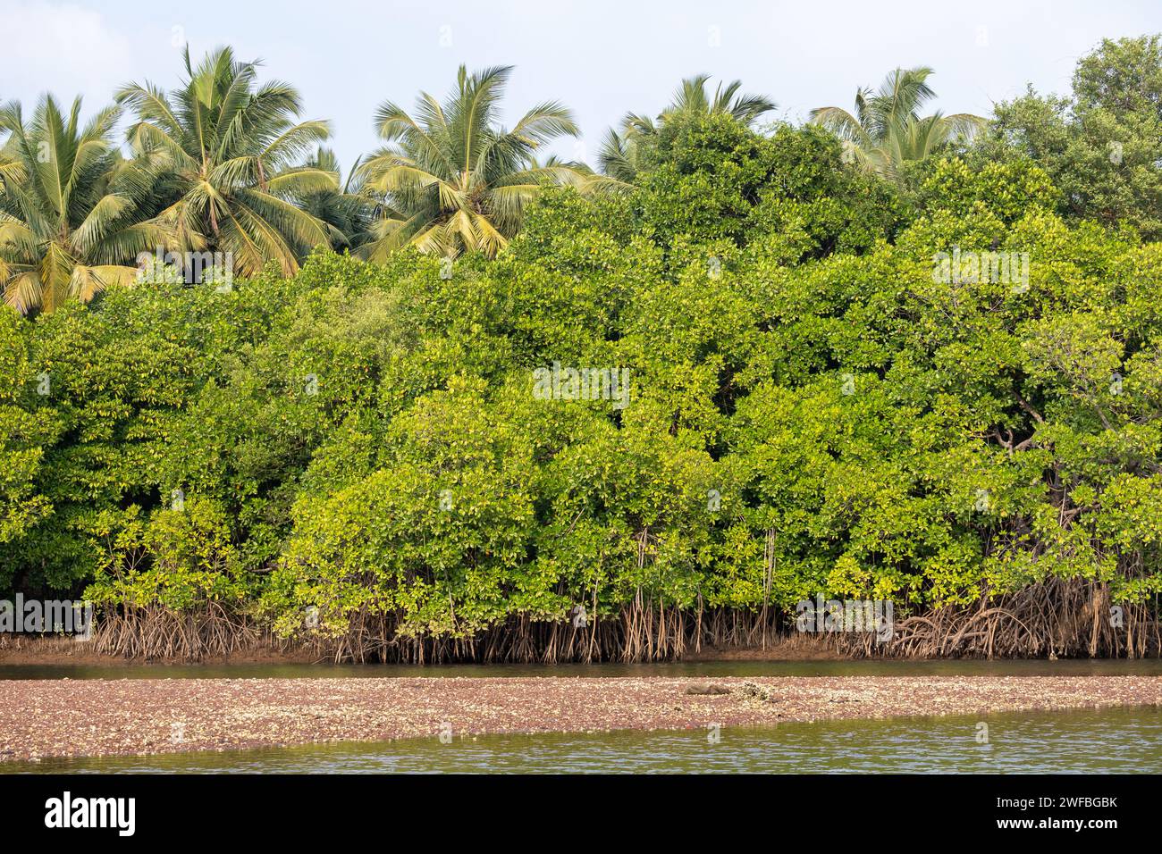 Agonda, Goa, Indien, Eine Landschaft mit Mangroven. Stockfoto