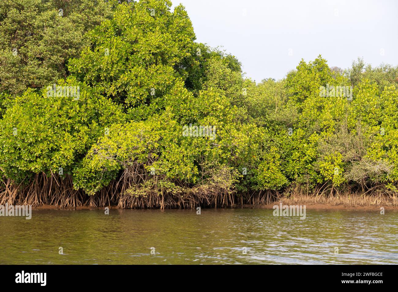 Agonda, Goa, Indien, Eine Landschaft mit Mangroven. Stockfoto