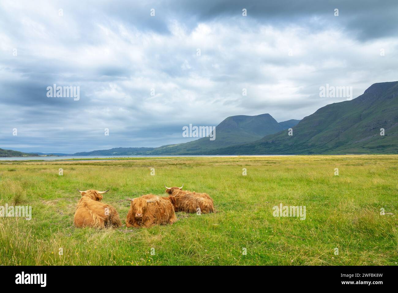 Landschaft mit Highland-Rindern im Gras in North West Highlands, Schottland Großbritannien Stockfoto