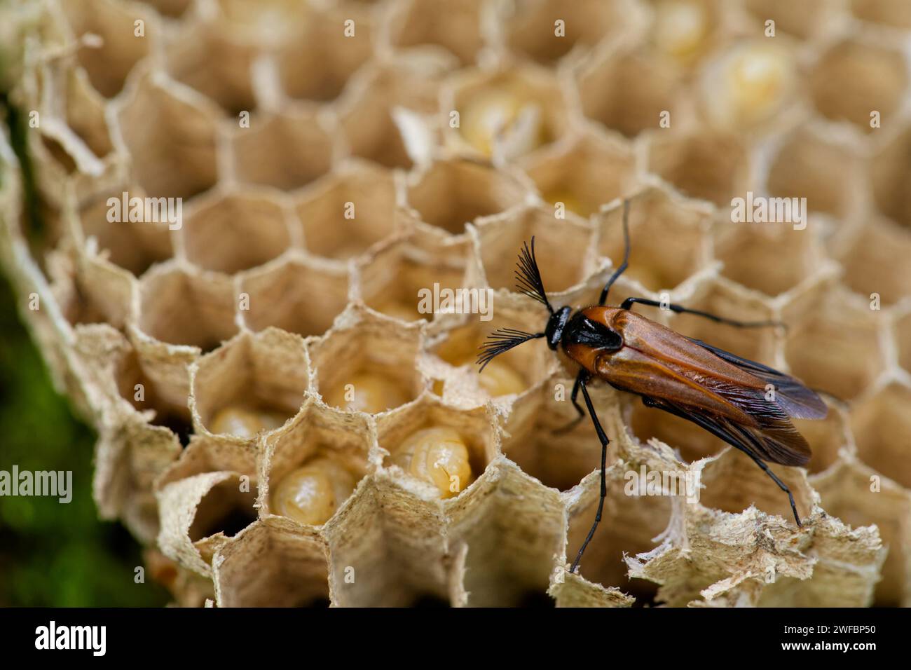 Wespennest Käfer (Metoecus paradoxus) in einem Wespennest Stockfoto
