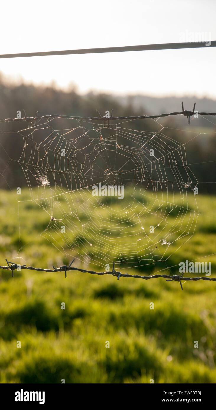Spinnennetz in einem Feldzaun Stockfoto