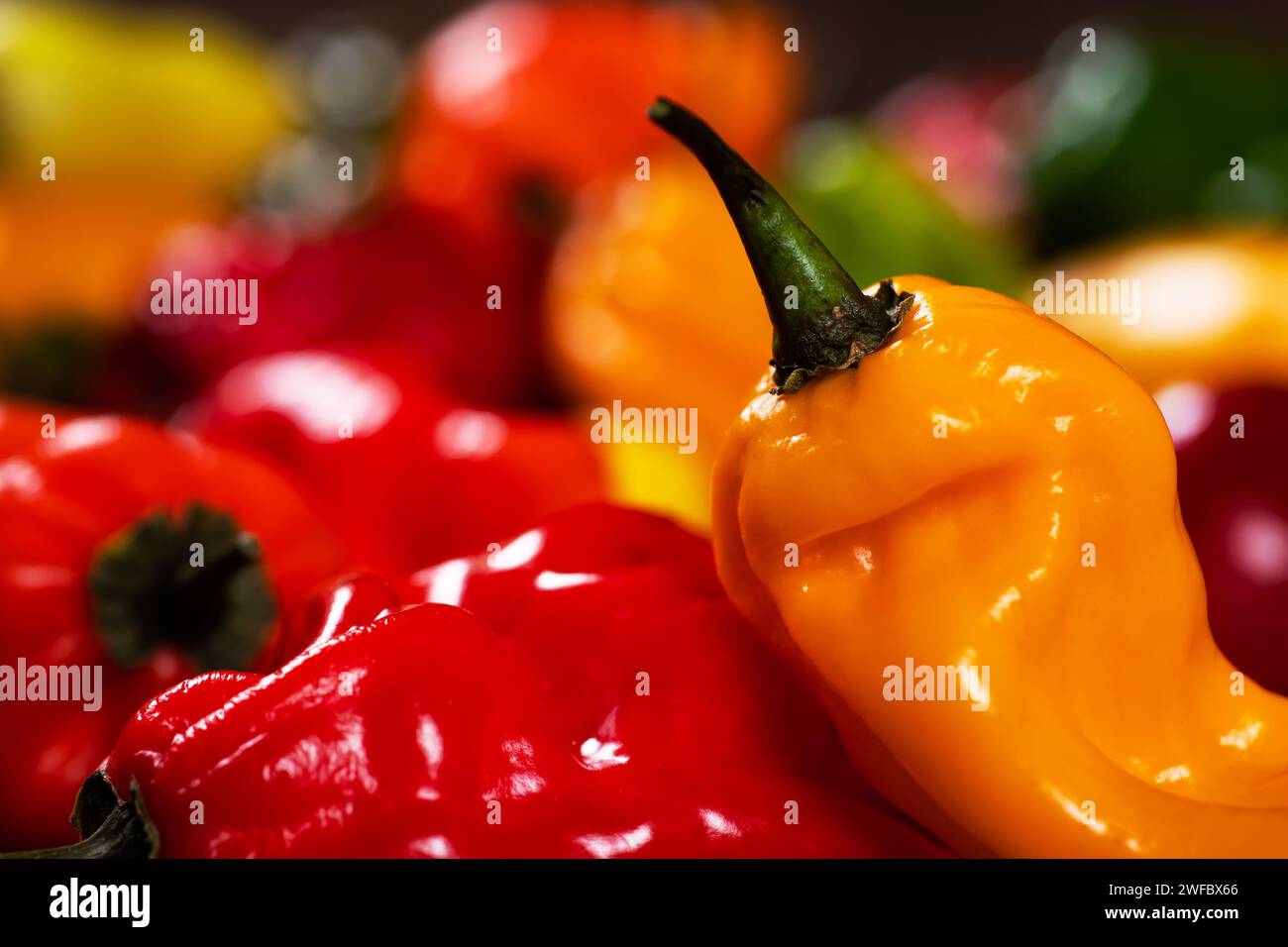 Bunter Haufen organischer Paprika auf dem Markt - rotes, grünes und gelbes Gemüse Stockfoto
