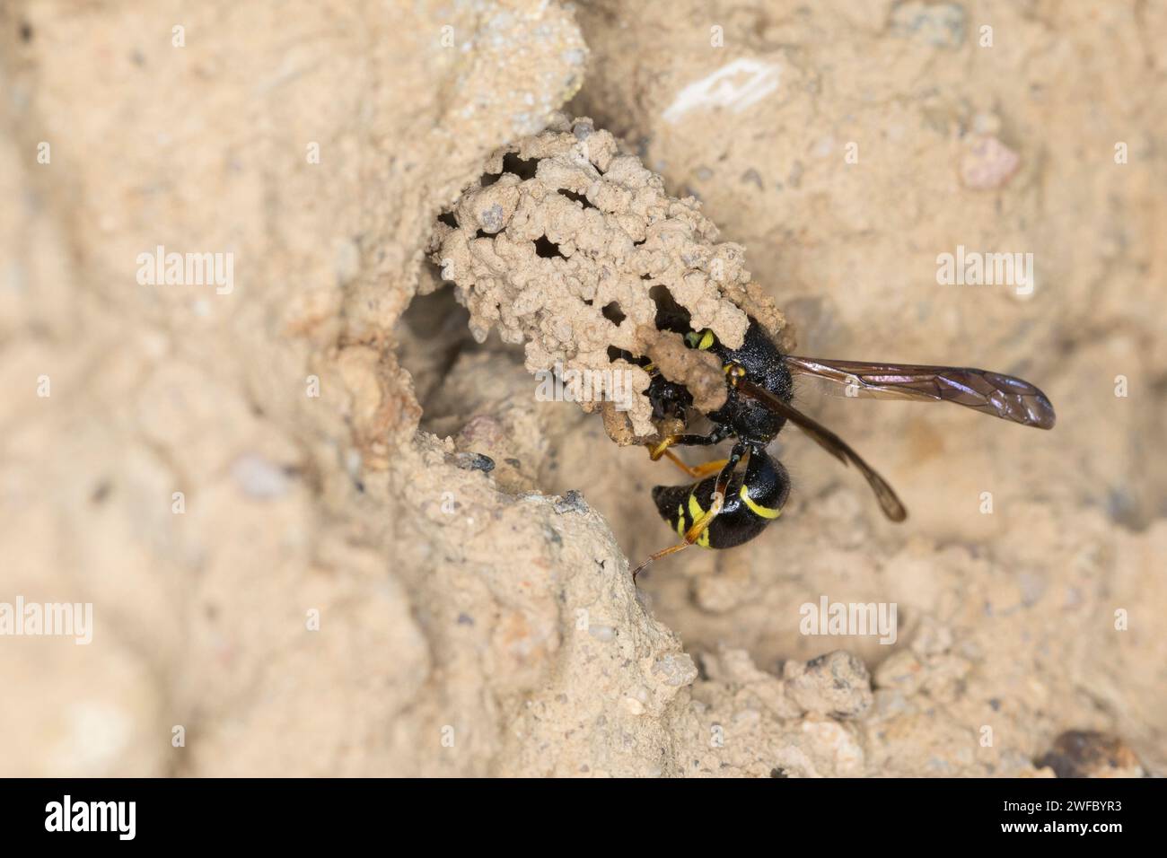 Gemeine Schornsteinwespe, Schornsteinwespe, Schornstein-Wespe, Nestbau, Nest, Niströhre, Schornsteinförmiger Nesteingang aus Lehm, Odynerus spinipes, Stockfoto