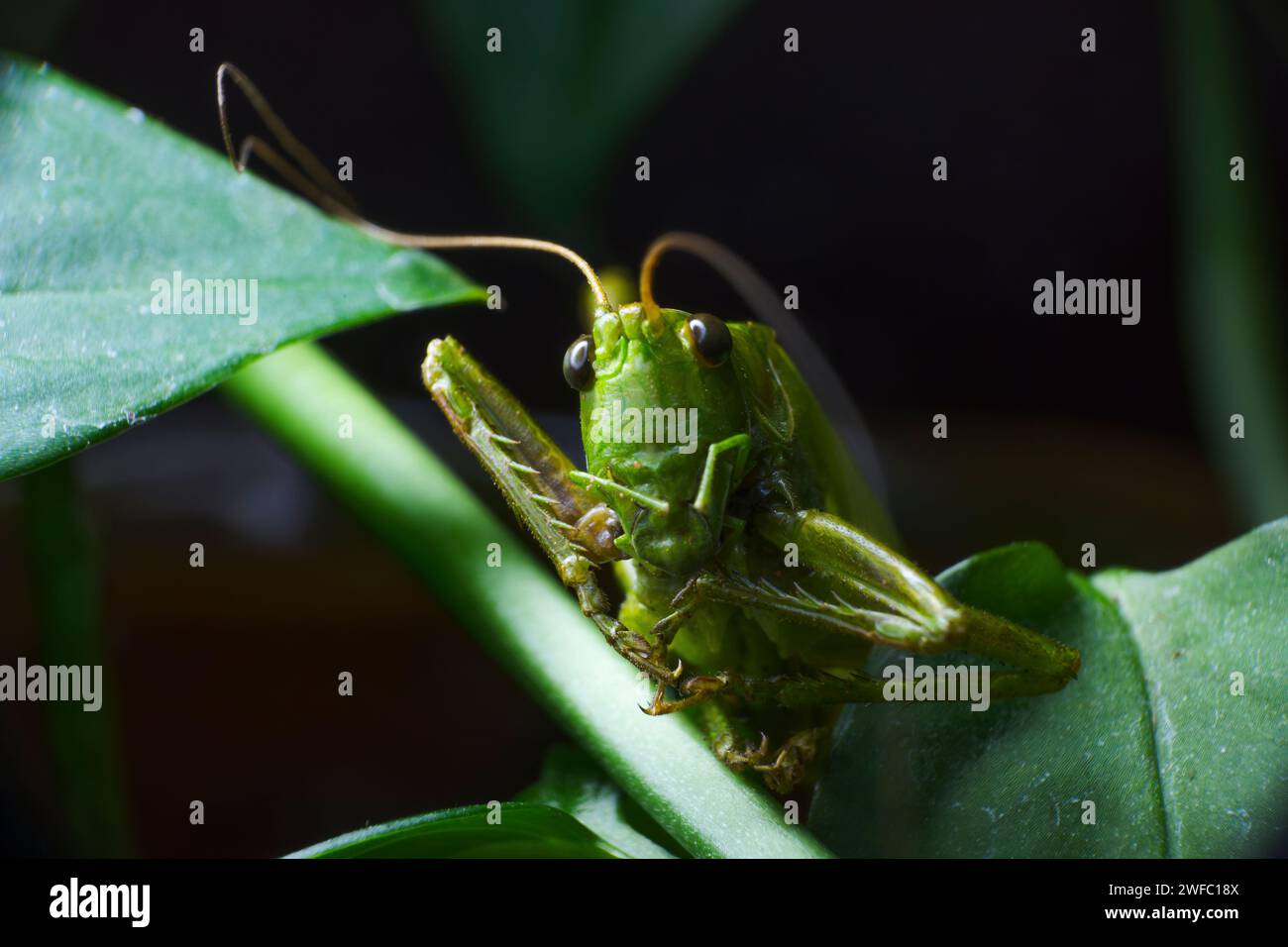 Eine Makroaufnahme einer grünen Grille zwischen Blättern Stockfoto