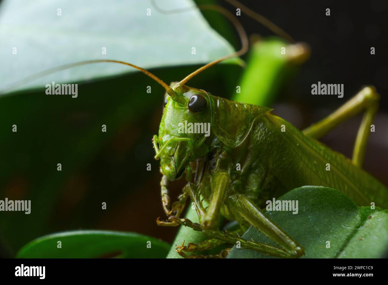 Eine Makroaufnahme einer grünen Grille zwischen den Blättern Stockfoto