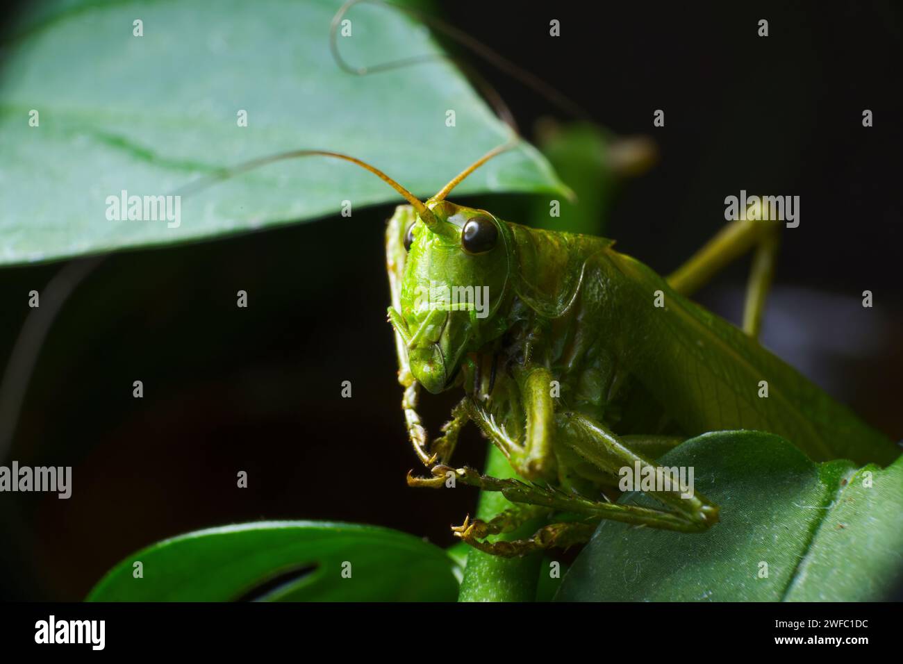 Eine Makroaufnahme einer grünen Grille zwischen Blättern Stockfoto