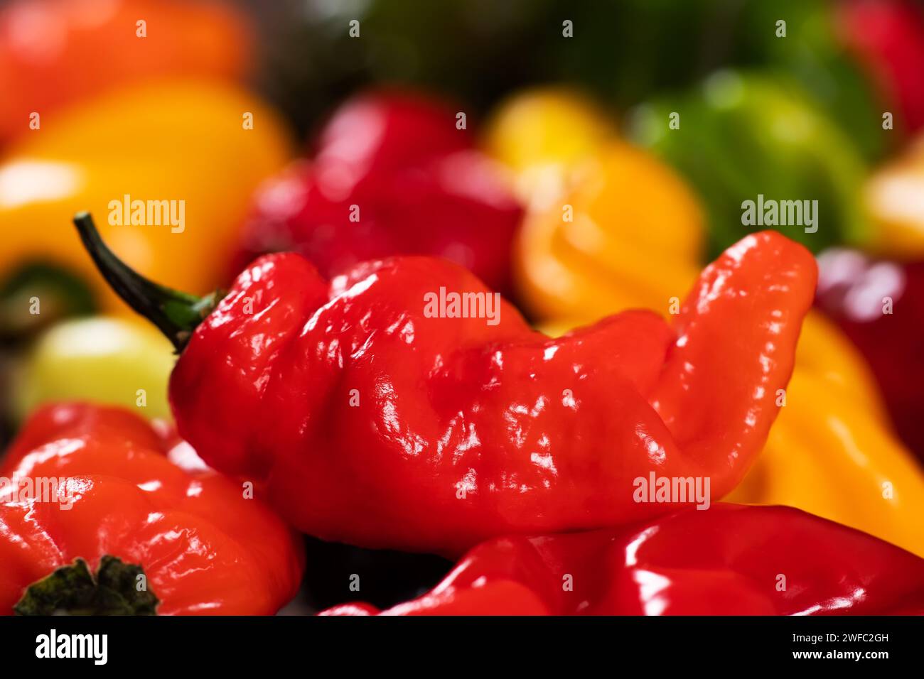 Bunter Haufen organischer Paprika auf dem Markt - rotes, grünes und gelbes Gemüse Stockfoto