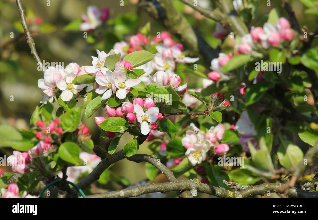 Apfelblüte im Frühling, Großbritannien. Stockfoto