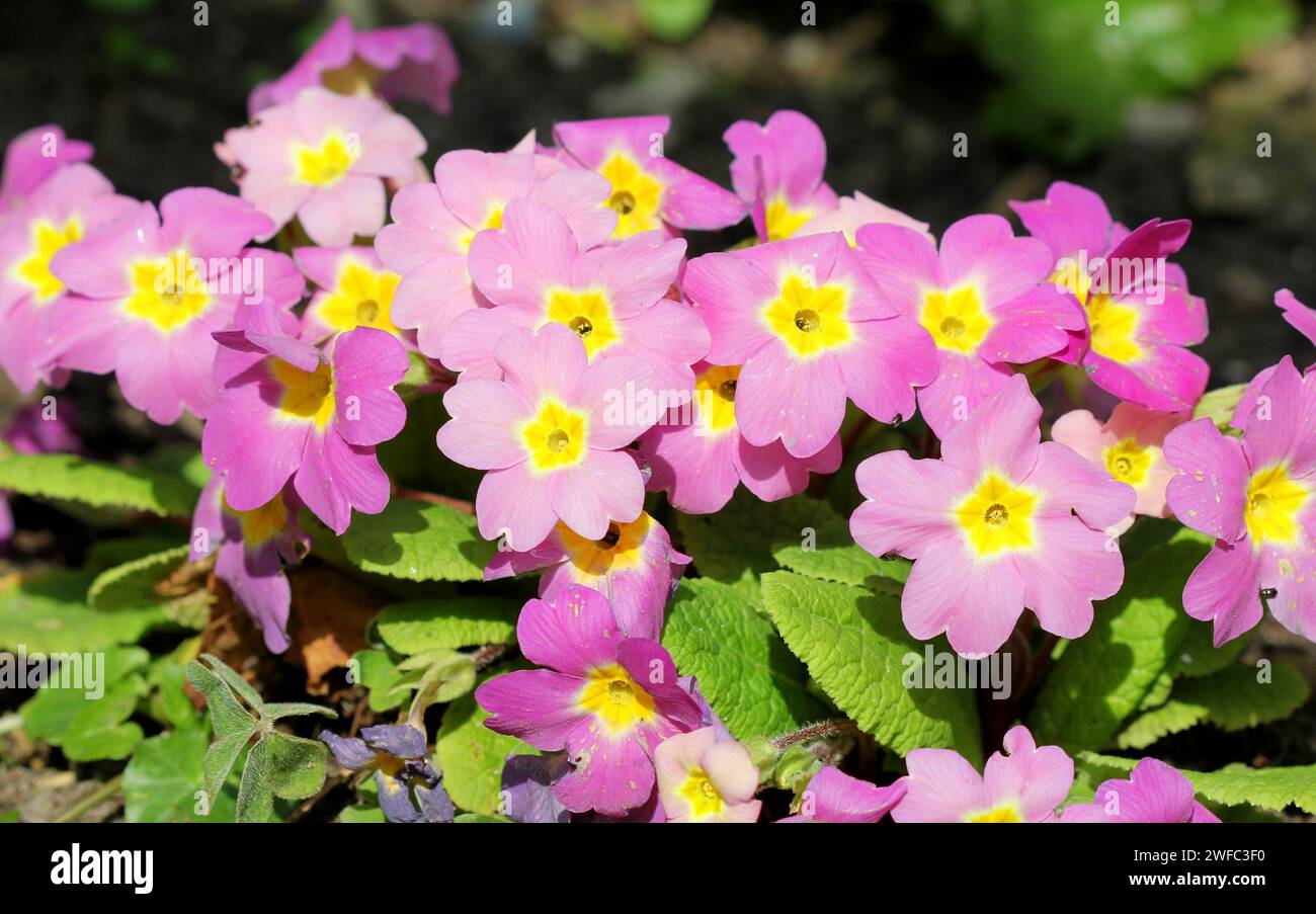 Pink Primula x Polyantha, Polyanthus Blüten Stockfoto