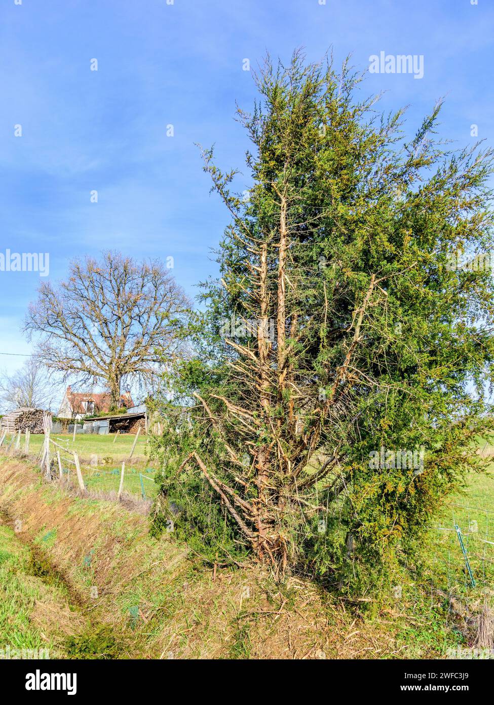 Immergrüner Baum am Straßenrand, der durch maschinelles Schlegeln die Hälfte seiner Äste entrissen wurde - Zentralfrankreich. In der Hälfte um Stockfoto