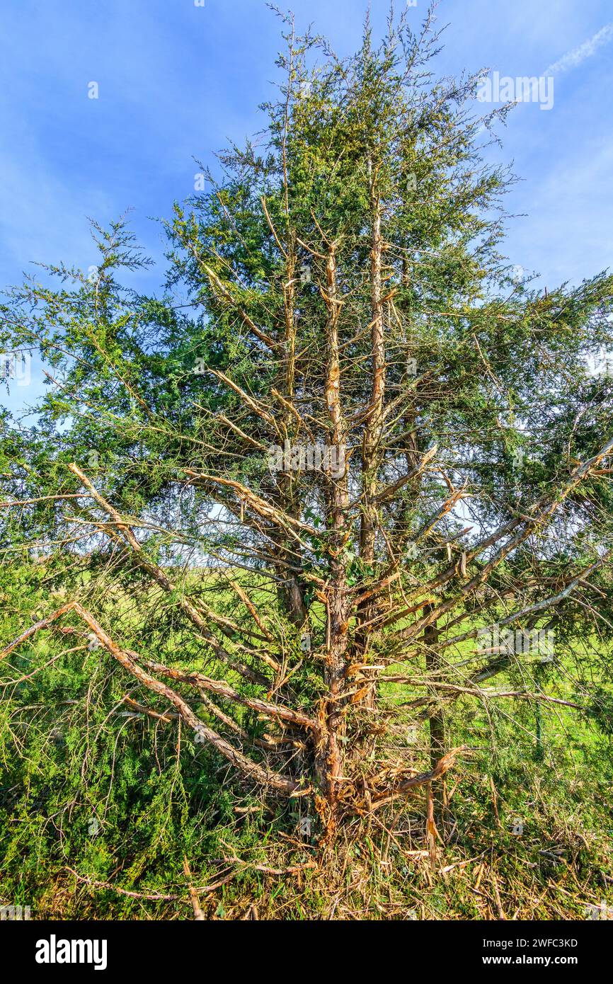 Immergrüner Baum am Straßenrand, der durch maschinelles Schlegeln die Hälfte seiner Äste entrissen wurde - Zentralfrankreich. In der Hälfte um Stockfoto