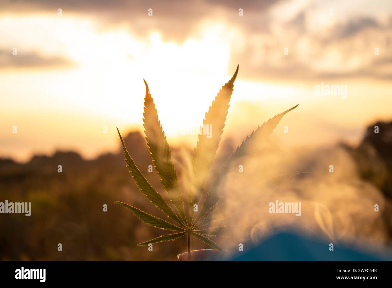 Cannabisblatt in der Hand in der untergehenden Sonne auf verschwommenem Hintergrund Stockfoto